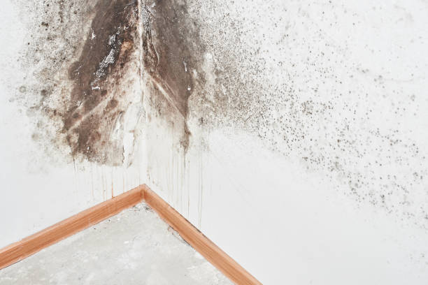 Mold Odor Removal Services